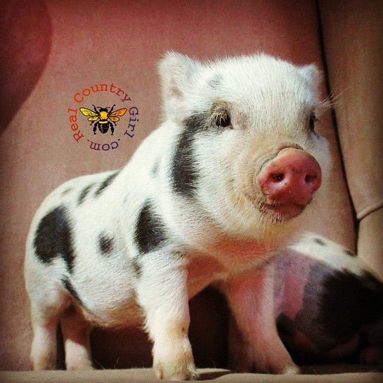 pot belly pigs available
